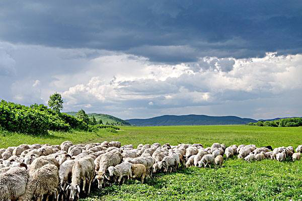 岳氏集團(tuán)考察內(nèi)蒙古興安盟烏蘭浩特有機(jī)農(nóng)產(chǎn)品、中草藥種植等相關(guān)產(chǎn)業(yè)情況
